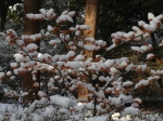 Hamamelis onder de sneeuw